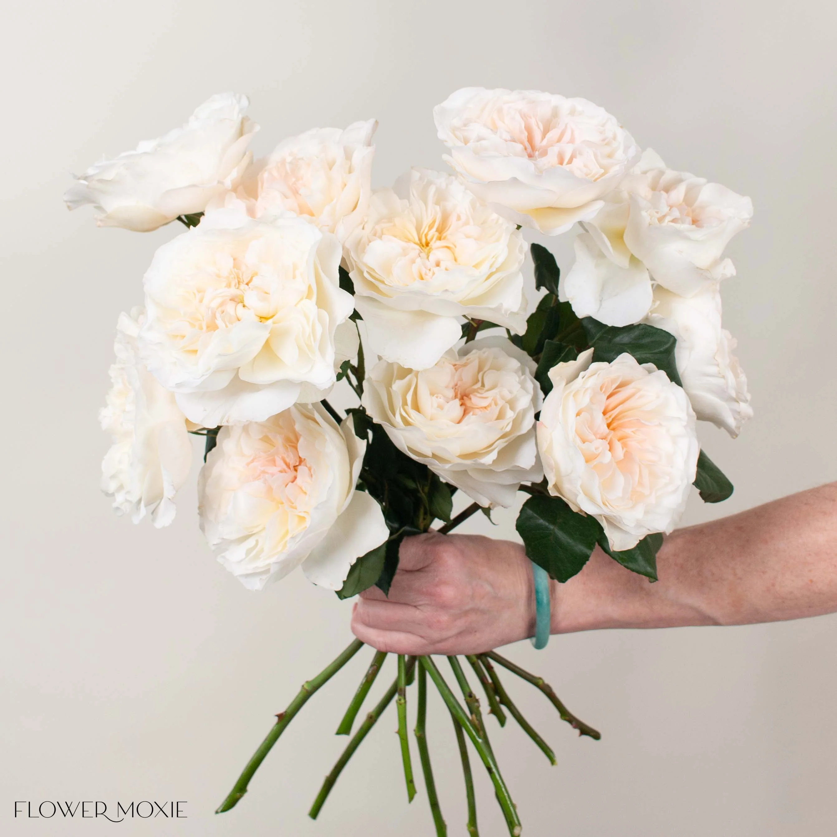 Peachy Cream Eugenie David Austin Garden Rose - Image 2