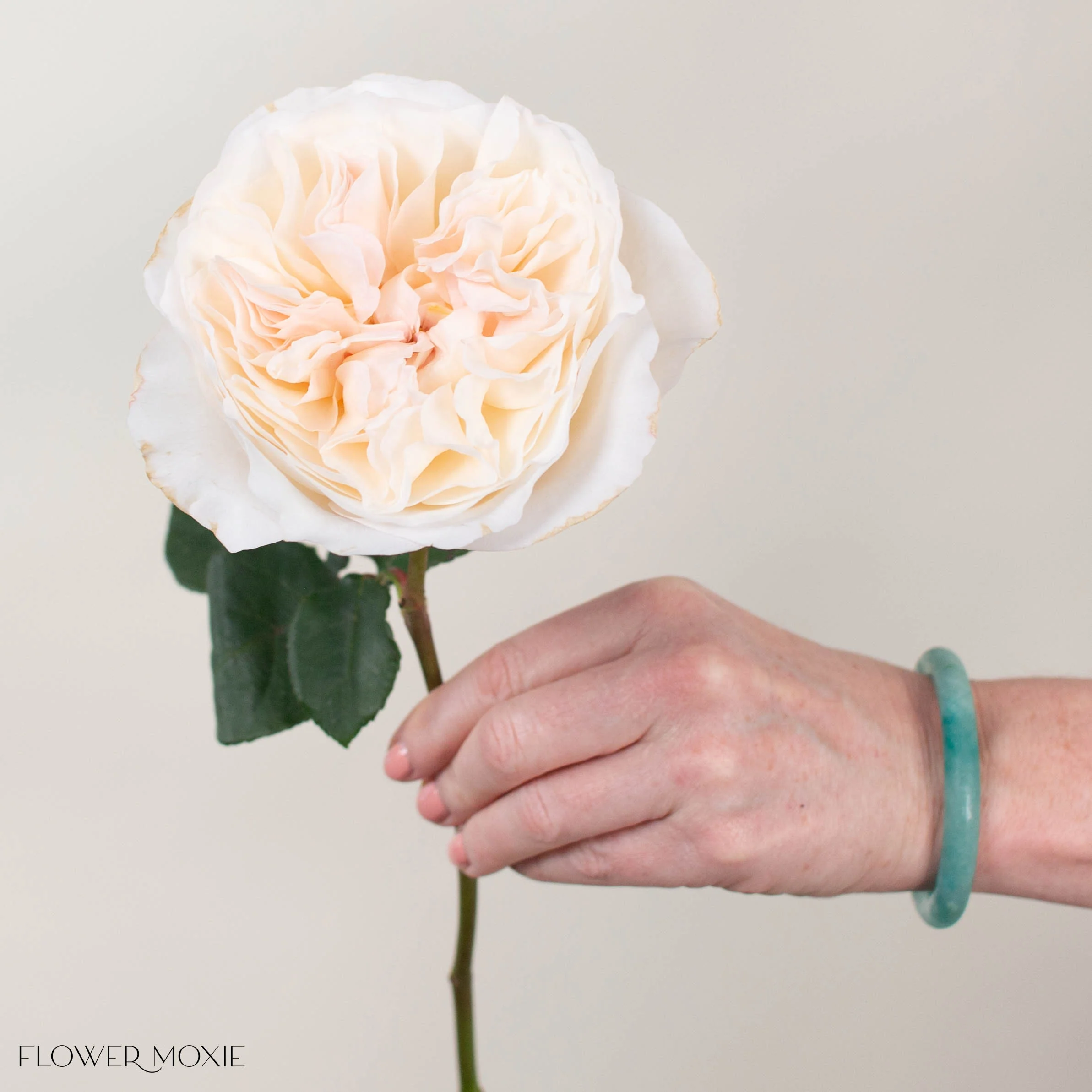 Peachy Cream Eugenie David Austin Garden Rose - Image 3