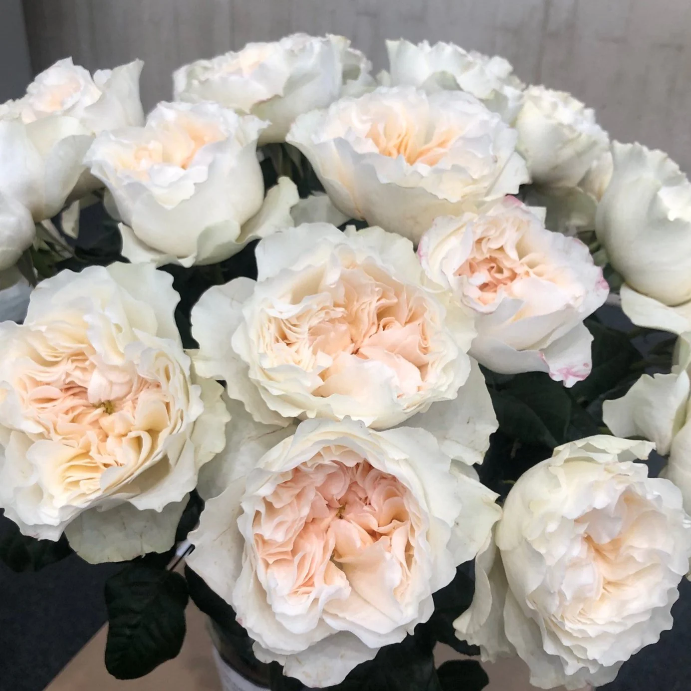 Peachy Cream Eugenie David Austin Garden Rose - Image 4