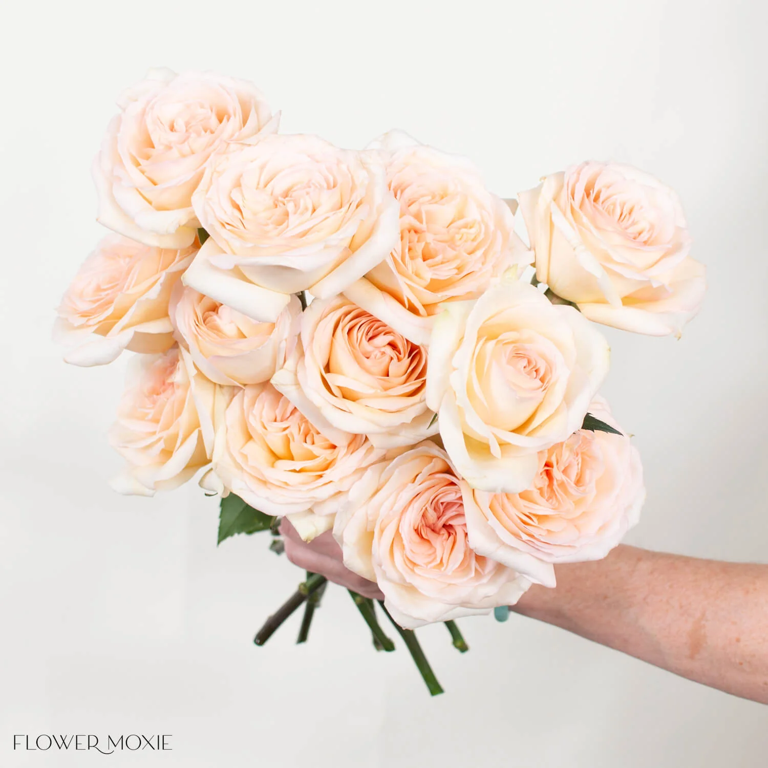 Peach Princess Maya Garden Rose - Image 3