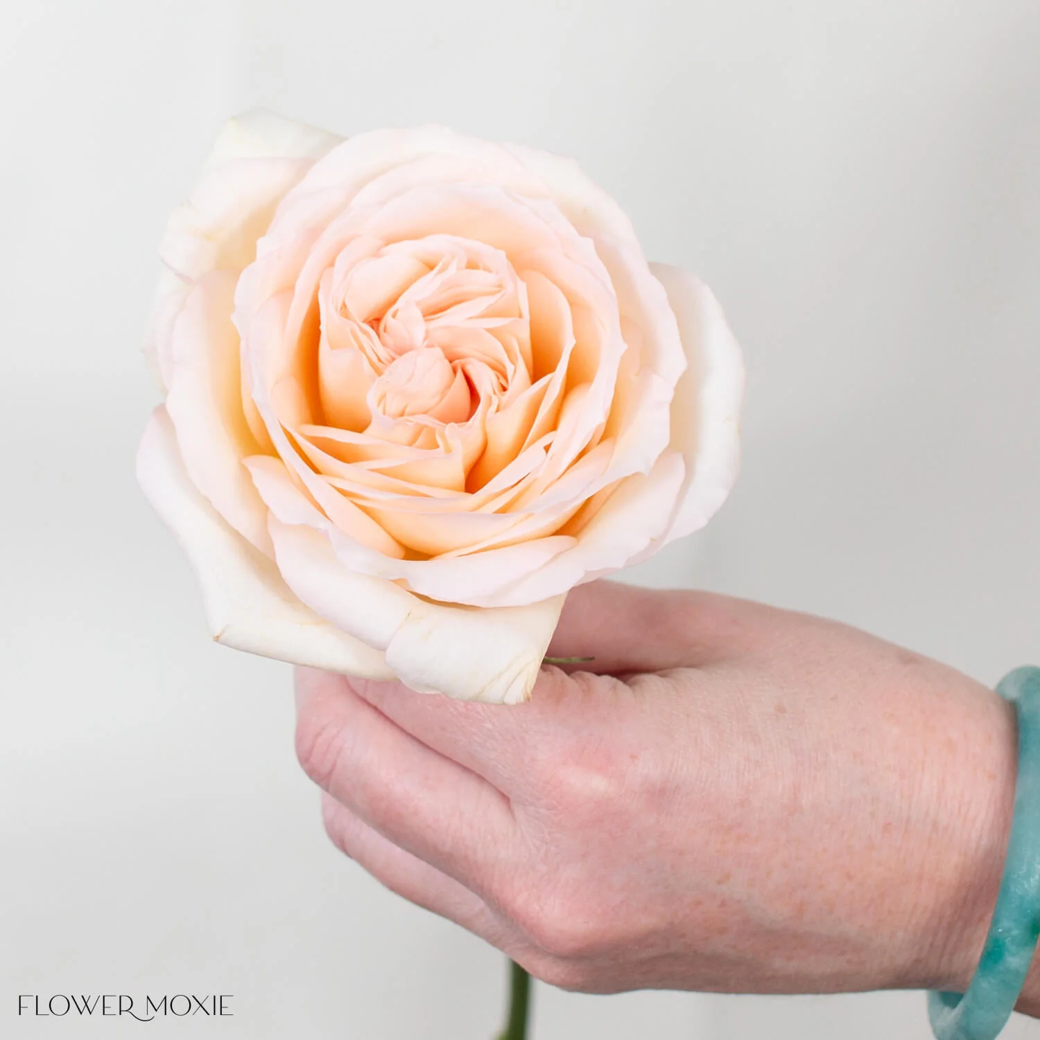 Peach Princess Maya Garden Rose - Image 5