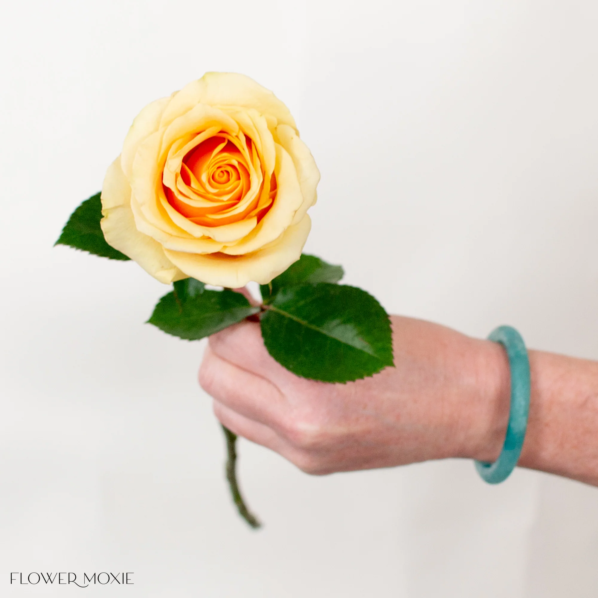 Honey Yellow Butterscotch Rose - Image 4