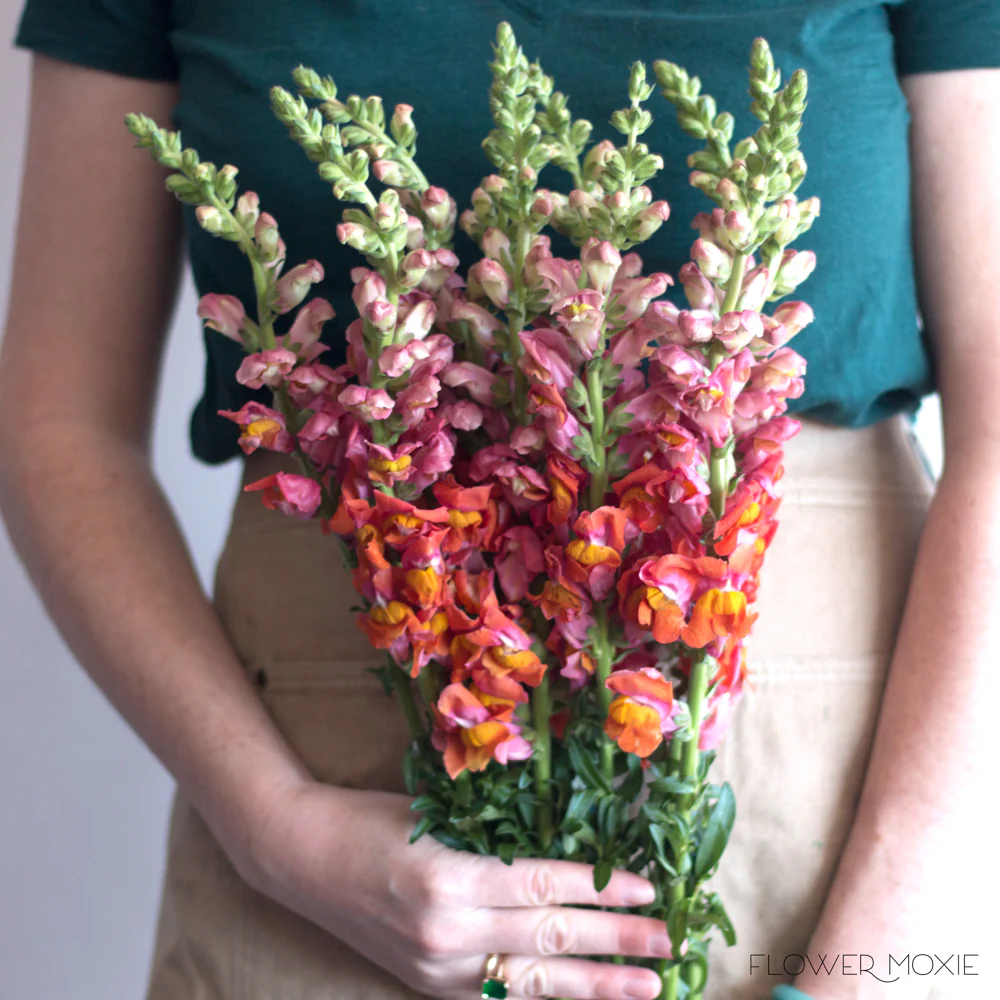 Sorbet Orange Snapdragon Flower