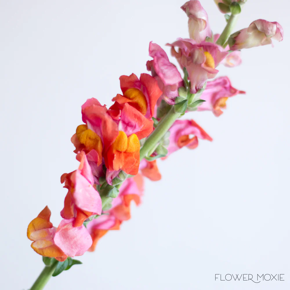 Sorbet Orange Snapdragon Flower - Image 3