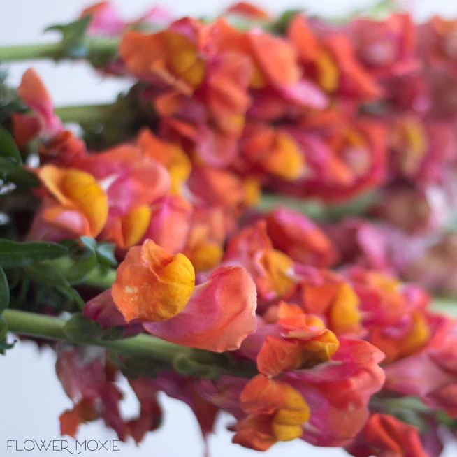 Sorbet Orange Snapdragon Flower - Image 4