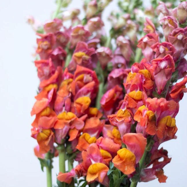 Sorbet Orange Snapdragon Flower - Image 5