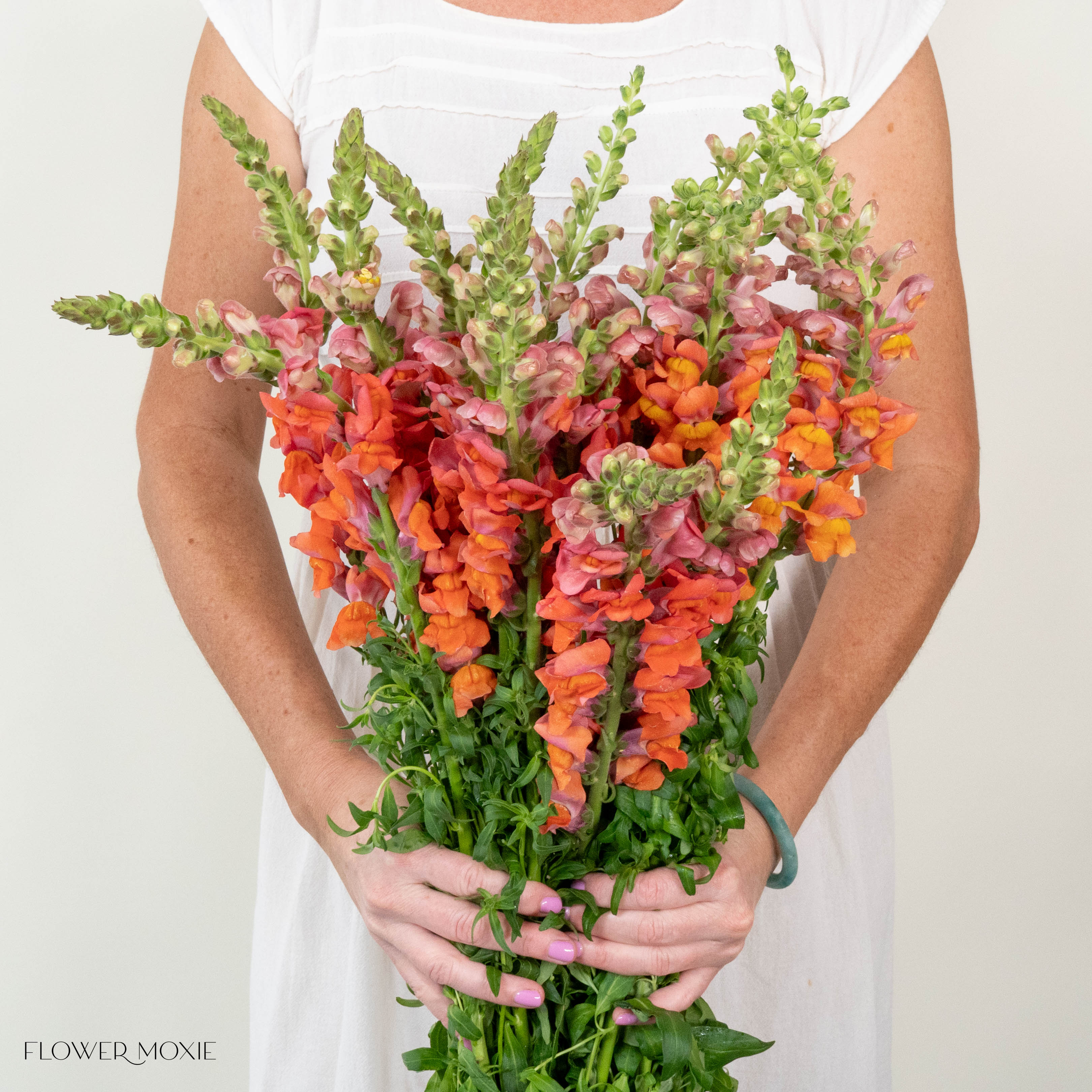Sorbet Orange Snapdragon Flower - Image 6