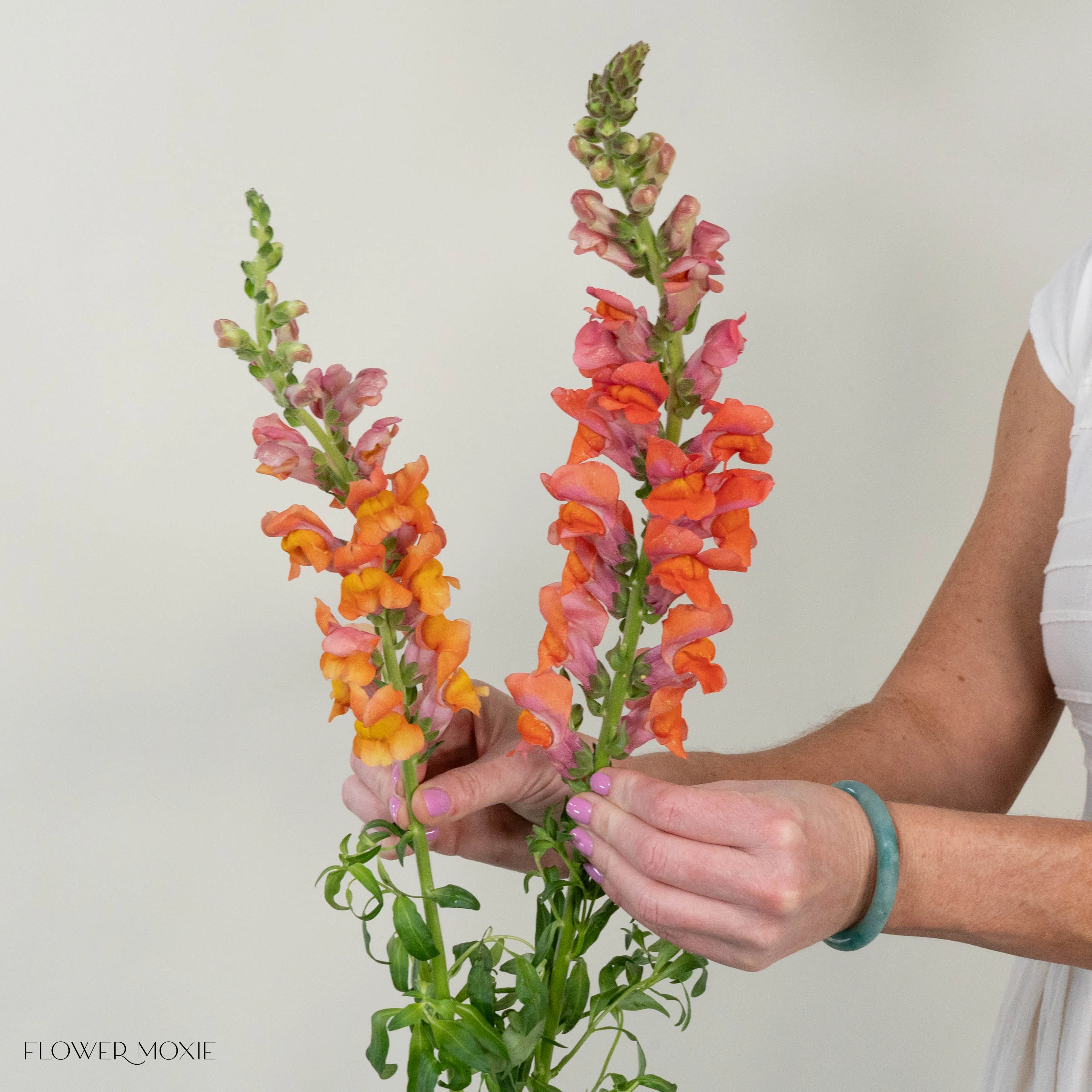Sorbet Orange Snapdragon Flower - Image 7