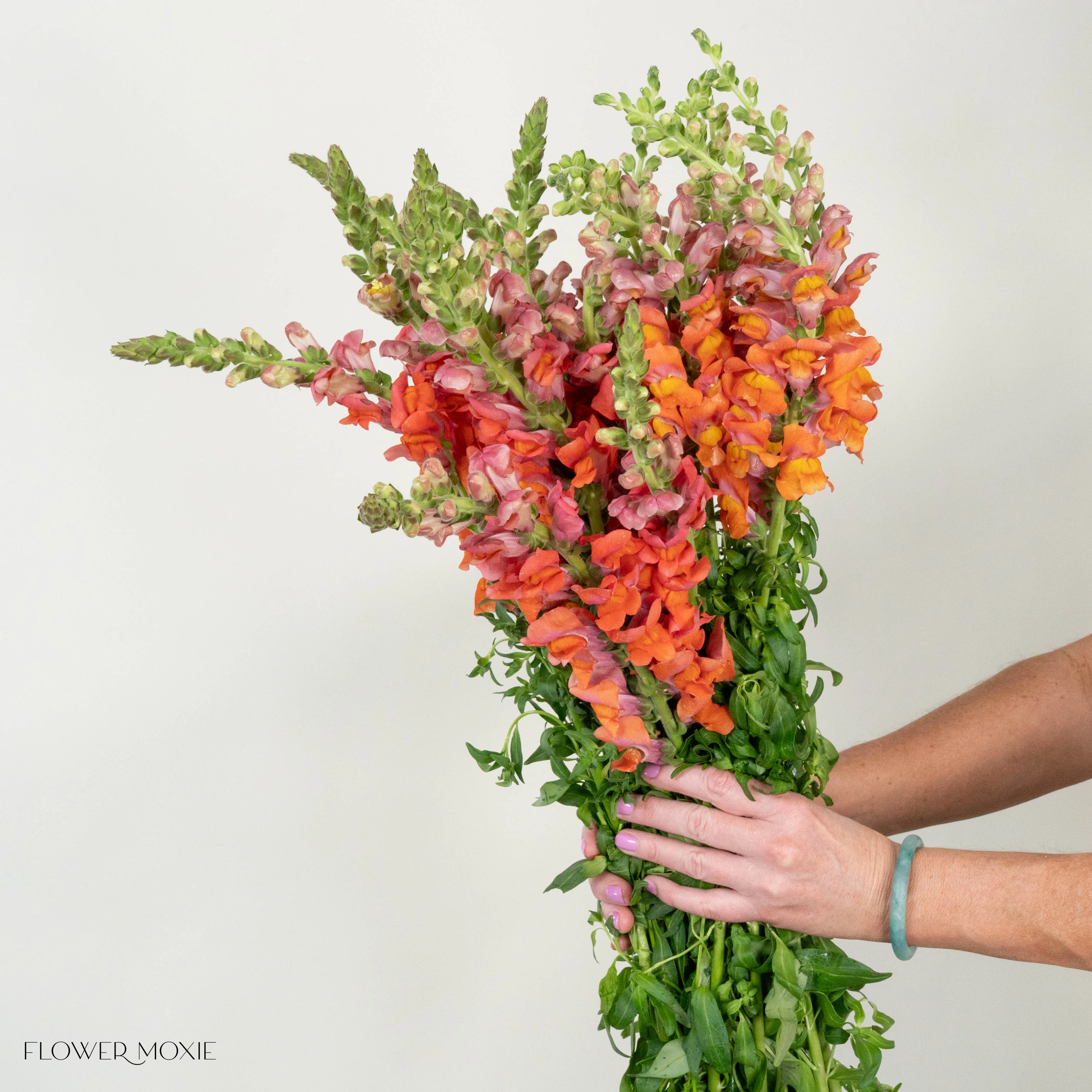Sorbet Orange Snapdragon Flower - Image 8