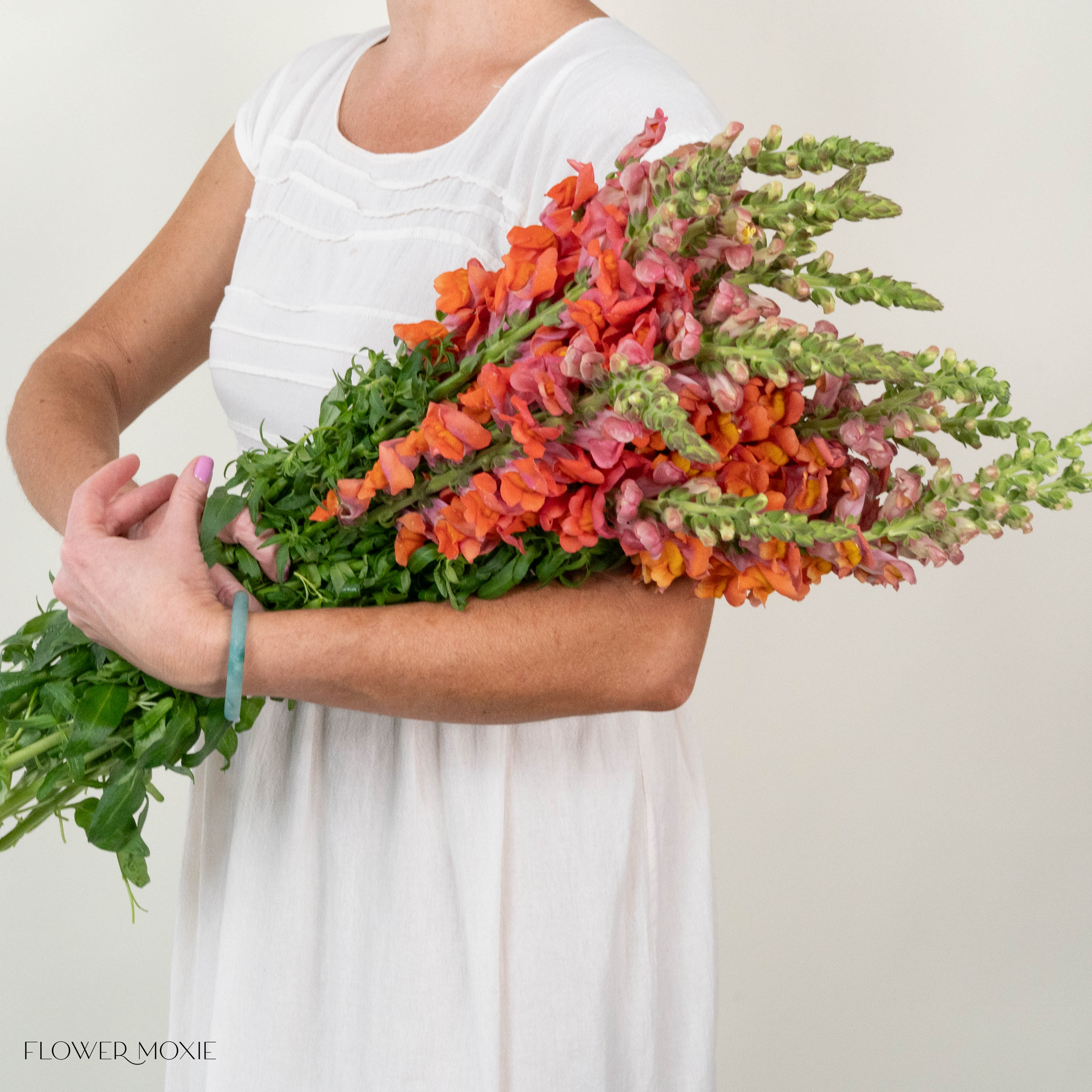 Sorbet Orange Snapdragon Flower - Image 9