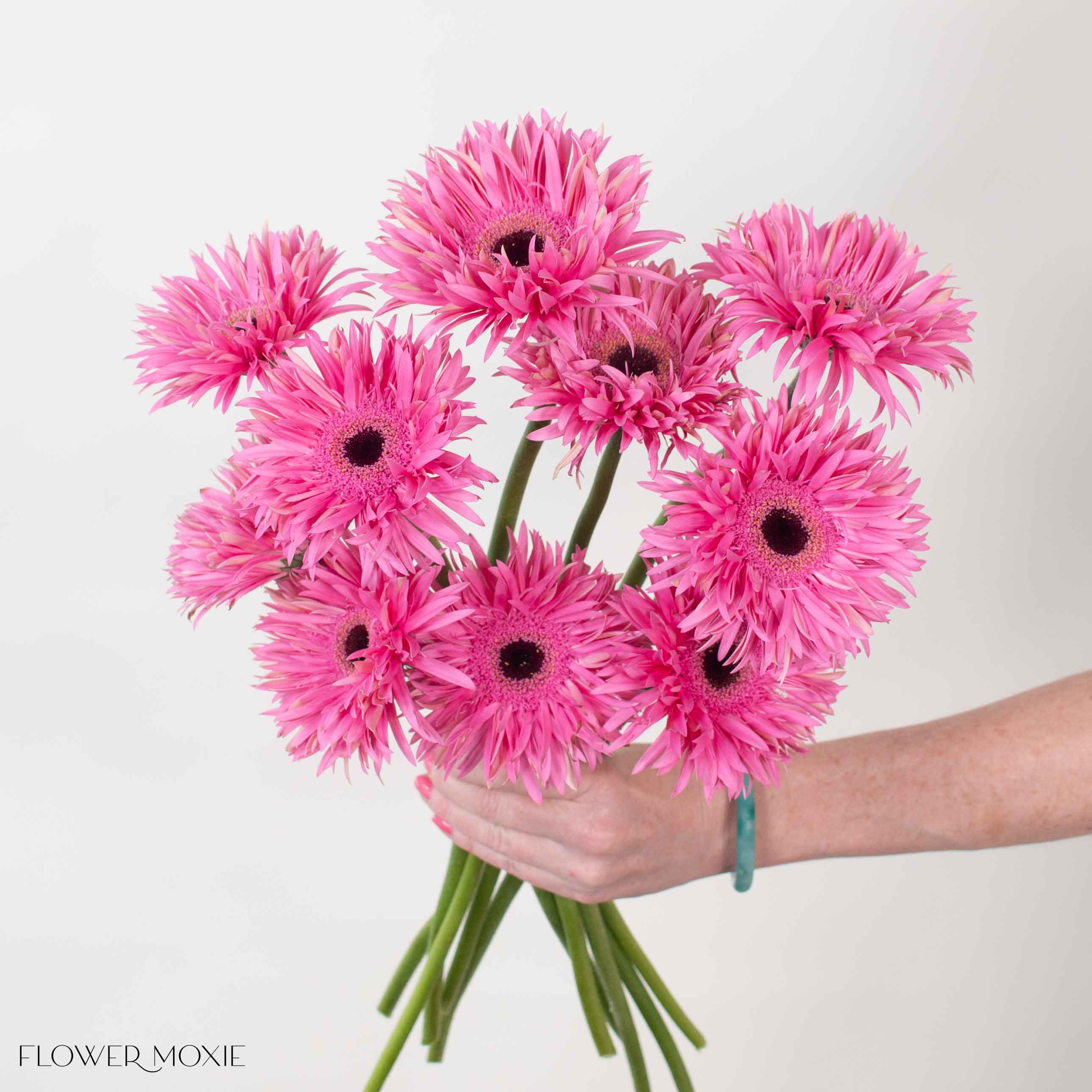 Pink Curly Mini Gerbera Daisies - Image 3