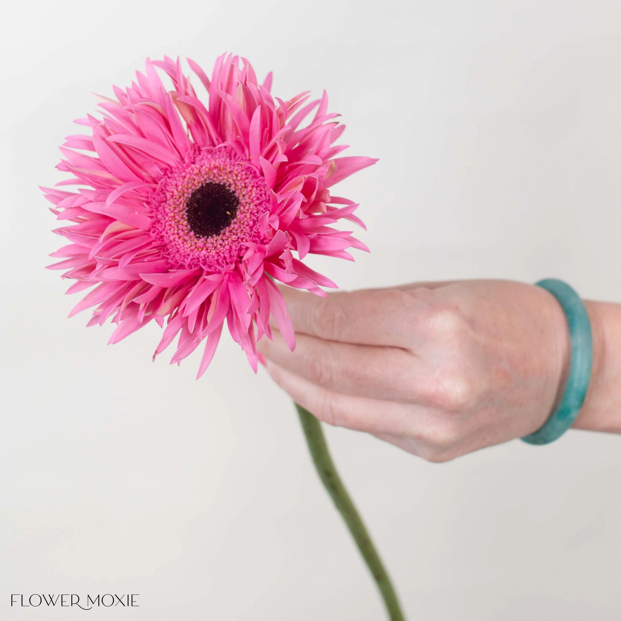 Pink Curly Mini Gerbera Daisies - Image 4