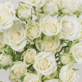 Spray Roses x 30 stems