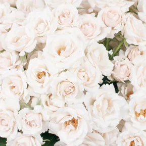Spray Roses x 30 stems - Image 2