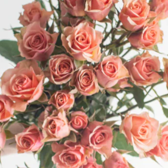 Spray Roses x 30 stems - Image 4