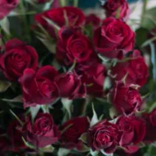 Spray Roses x 30 stems - Image 5