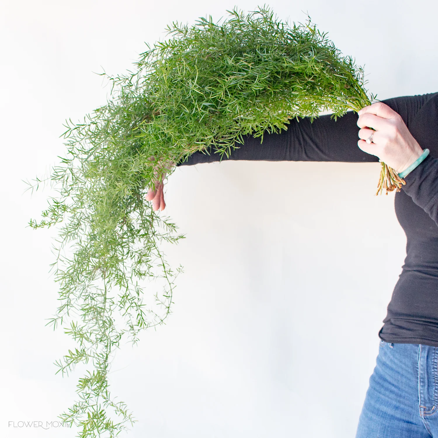 Sprengeri Fern - Image 3