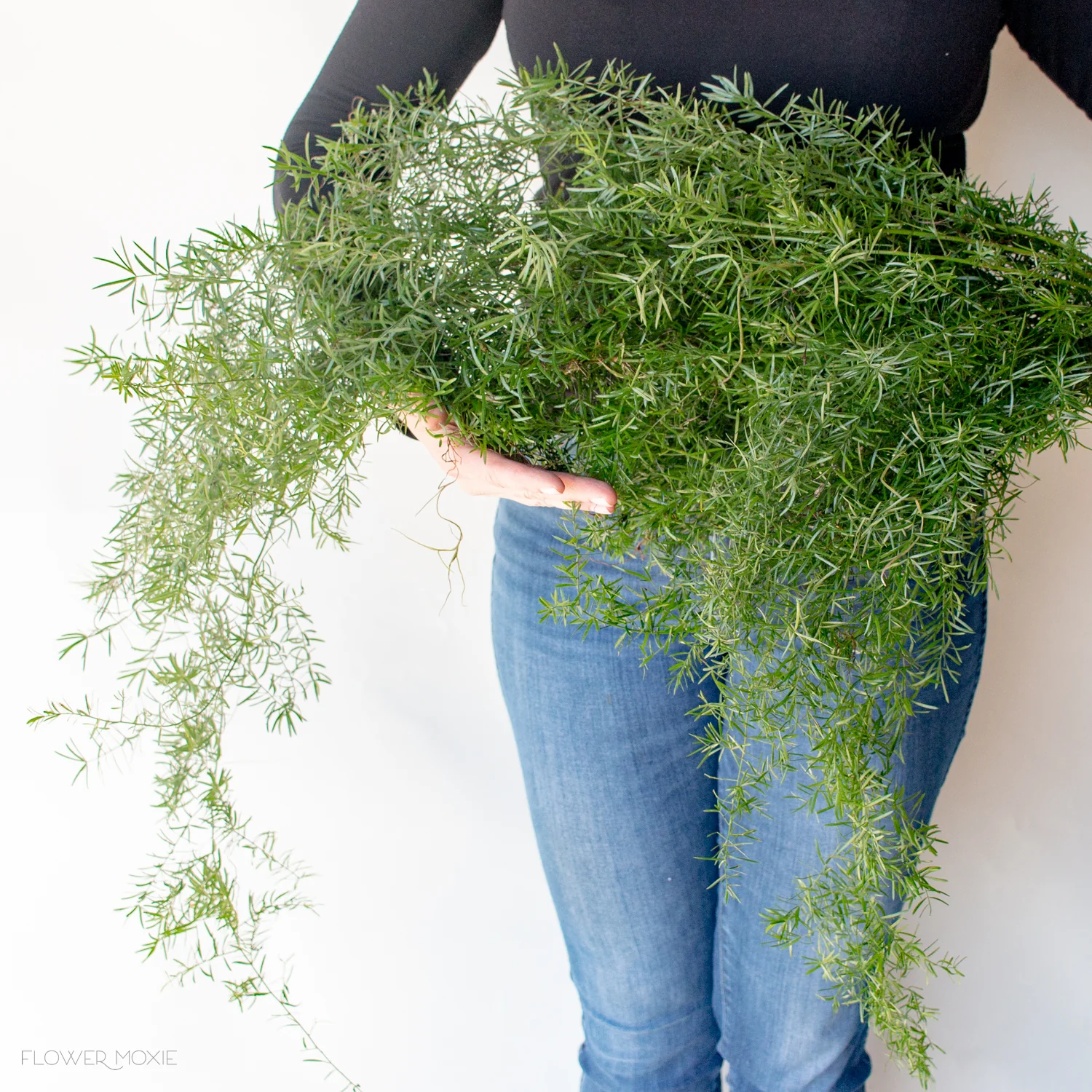 Sprengeri Fern - Image 4