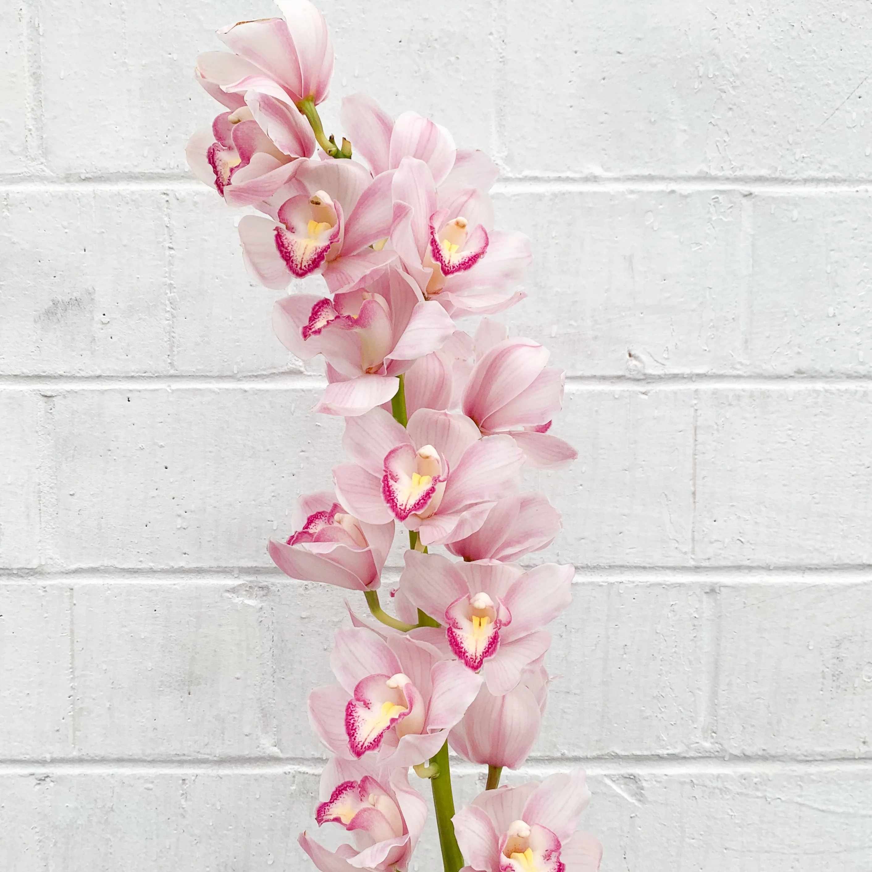 Light Pink Standard Cymbidium Orchid Flower - Image 3