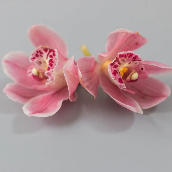 Light Pink Standard Cymbidium Orchid Flower - Image 4