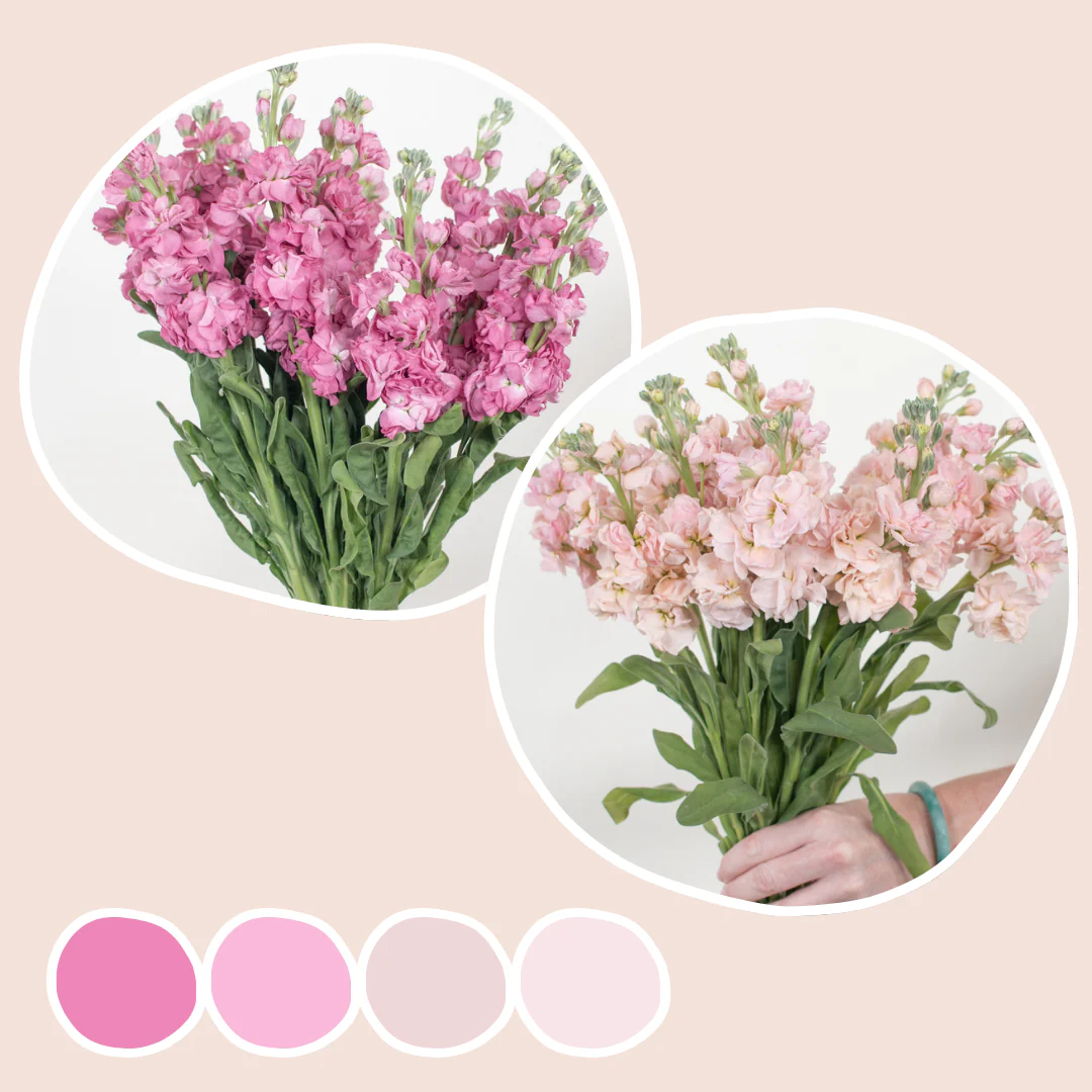 Peach and Mauve Stock Mixed Box