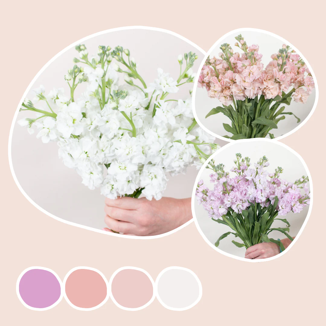 White, Peach, and Pink Stock Mixed Box