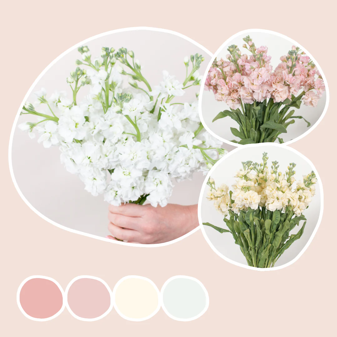 White, Peach, and Yellow Stock Mixed Box