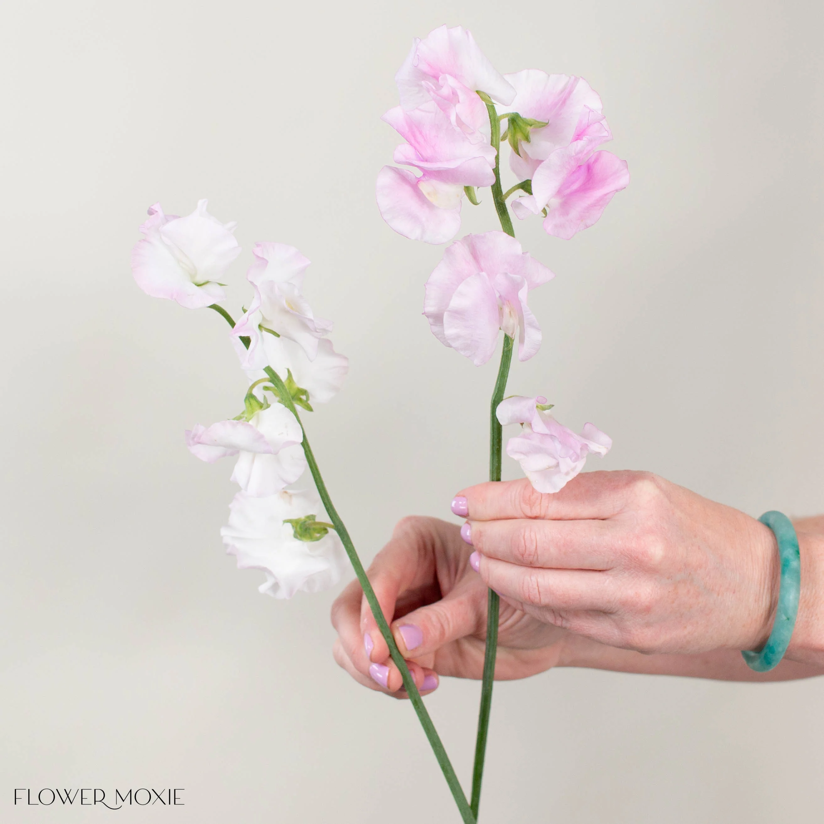 Blush Pink Sweet Pea - Image 4