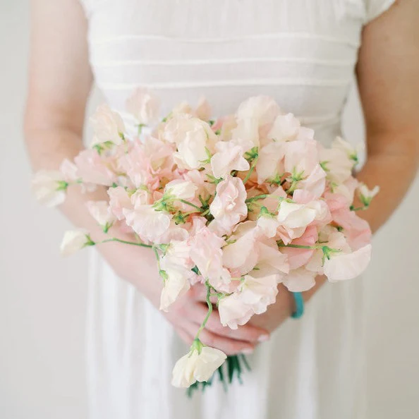 Blush Pink Sweet Pea - Image 5