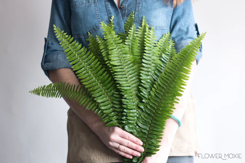 Sword Fern Greenery - Image 3