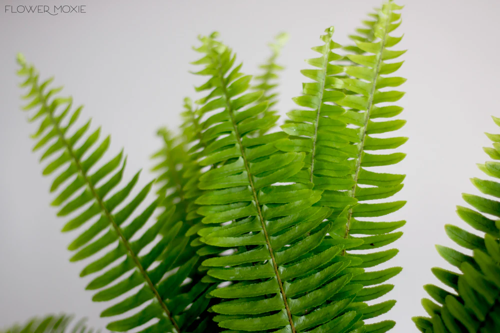 Sword Fern Greenery - Image 4