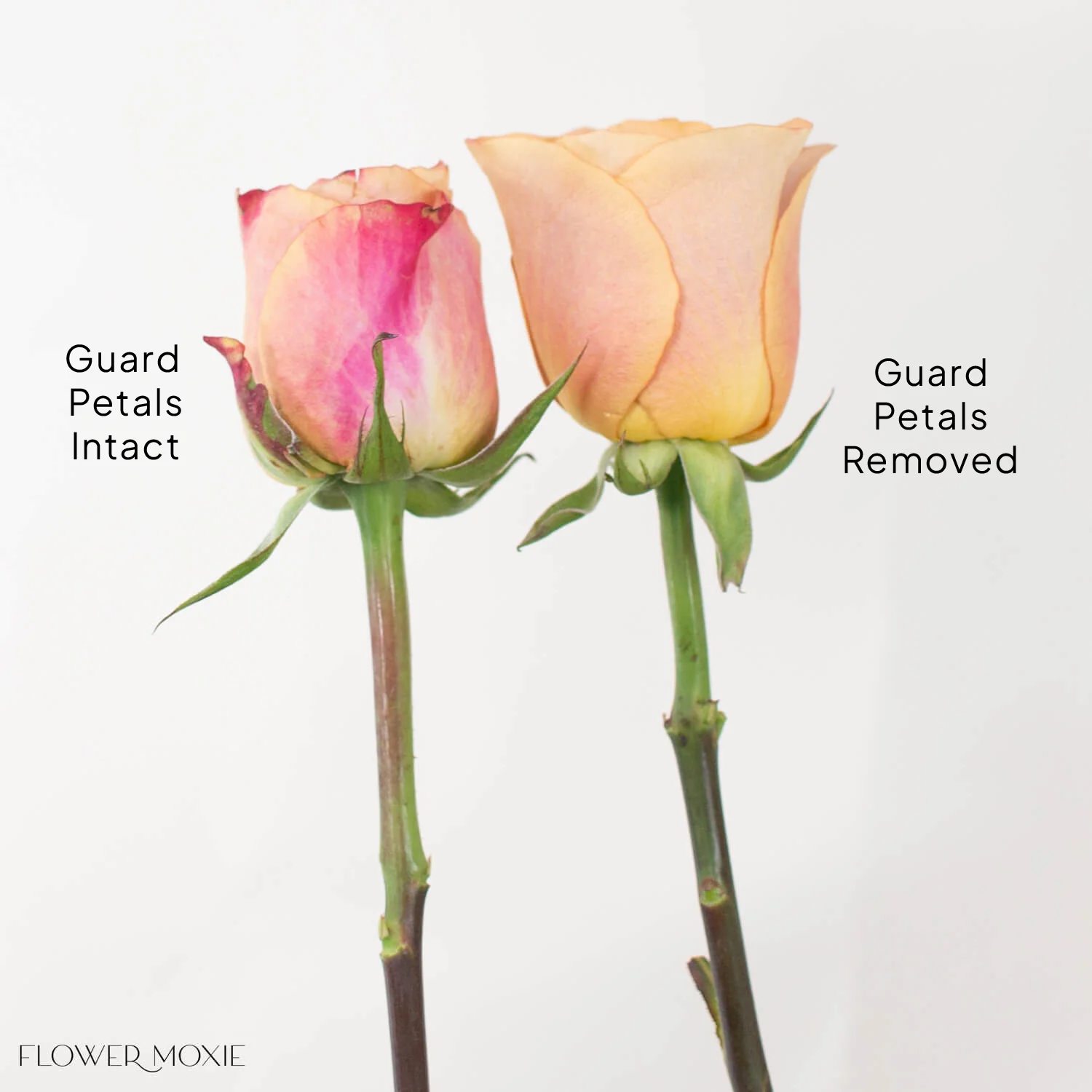 Golden Brown Symbol Rose - Image 7