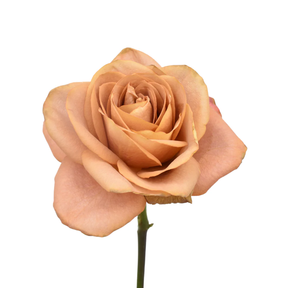 Golden Brown Symbol Rose - Image 8