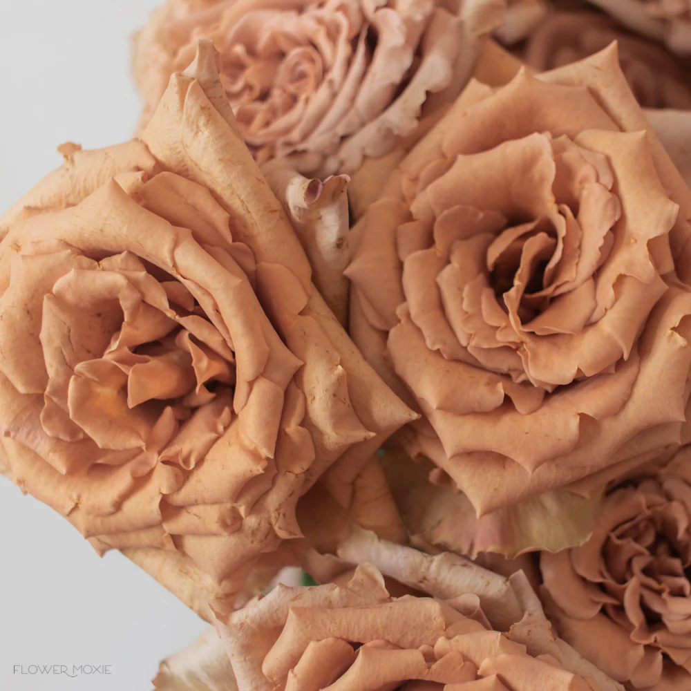 Brown Toffee Rose - Image 6