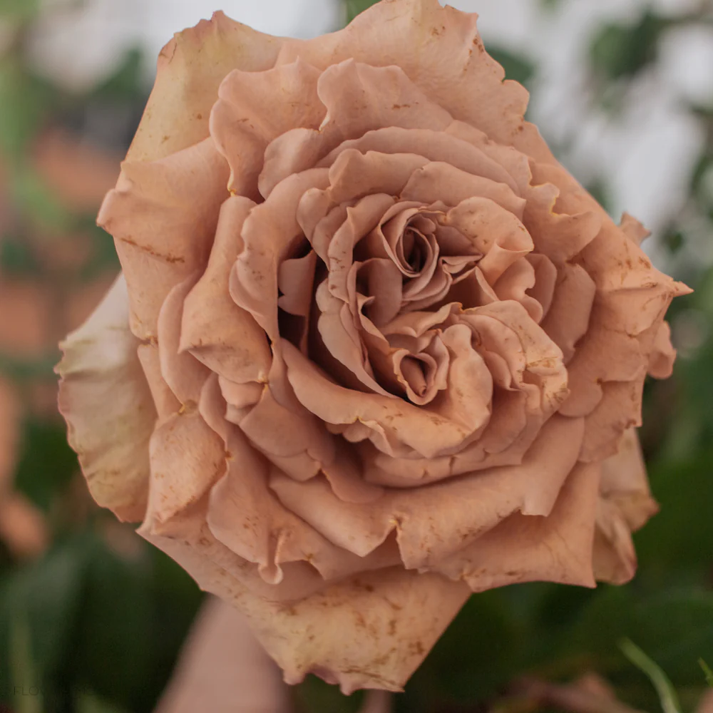 Brown Toffee Rose - Image 7