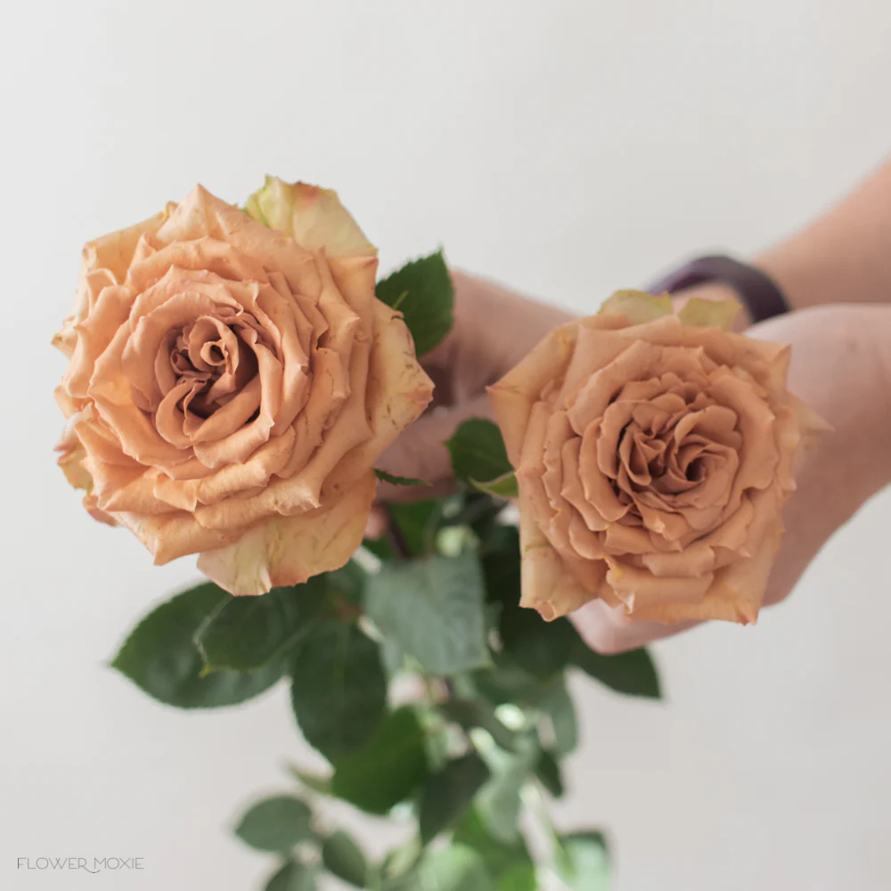 Brown Toffee Rose - Image 8