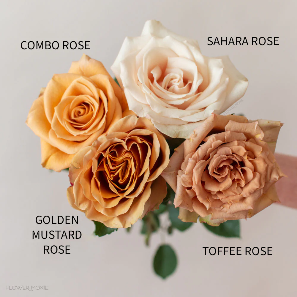 Brown Toffee Rose - Image 9