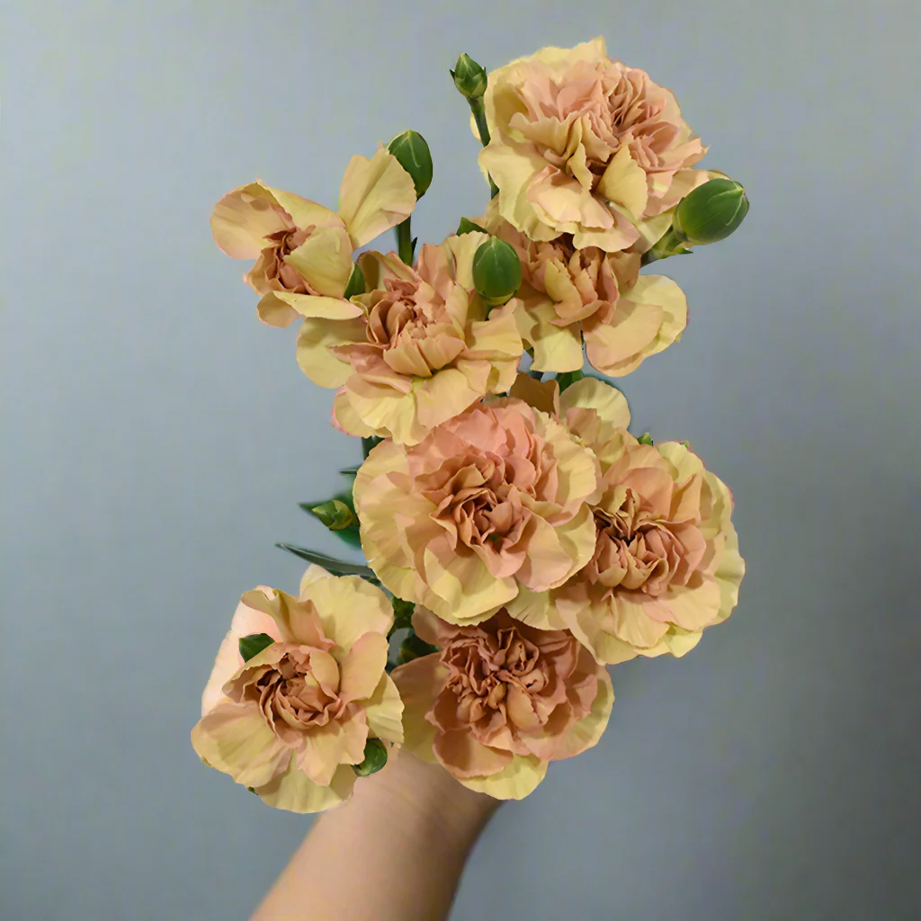Terracotta Mini Carnation Flower - Image 4