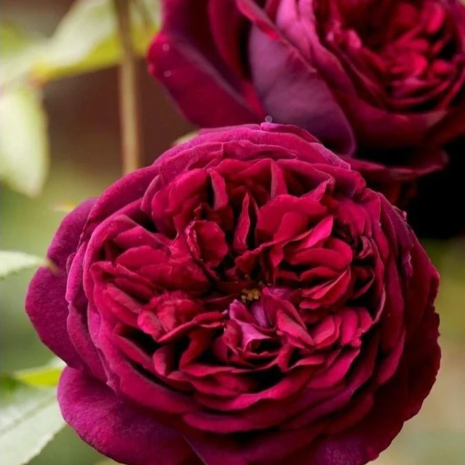 Deep Red Tess David Austin Garden Rose - Image 6