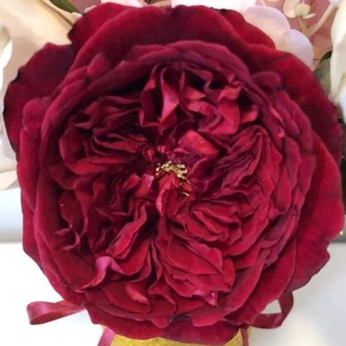 Deep Red Tess David Austin Garden Rose - Image 7