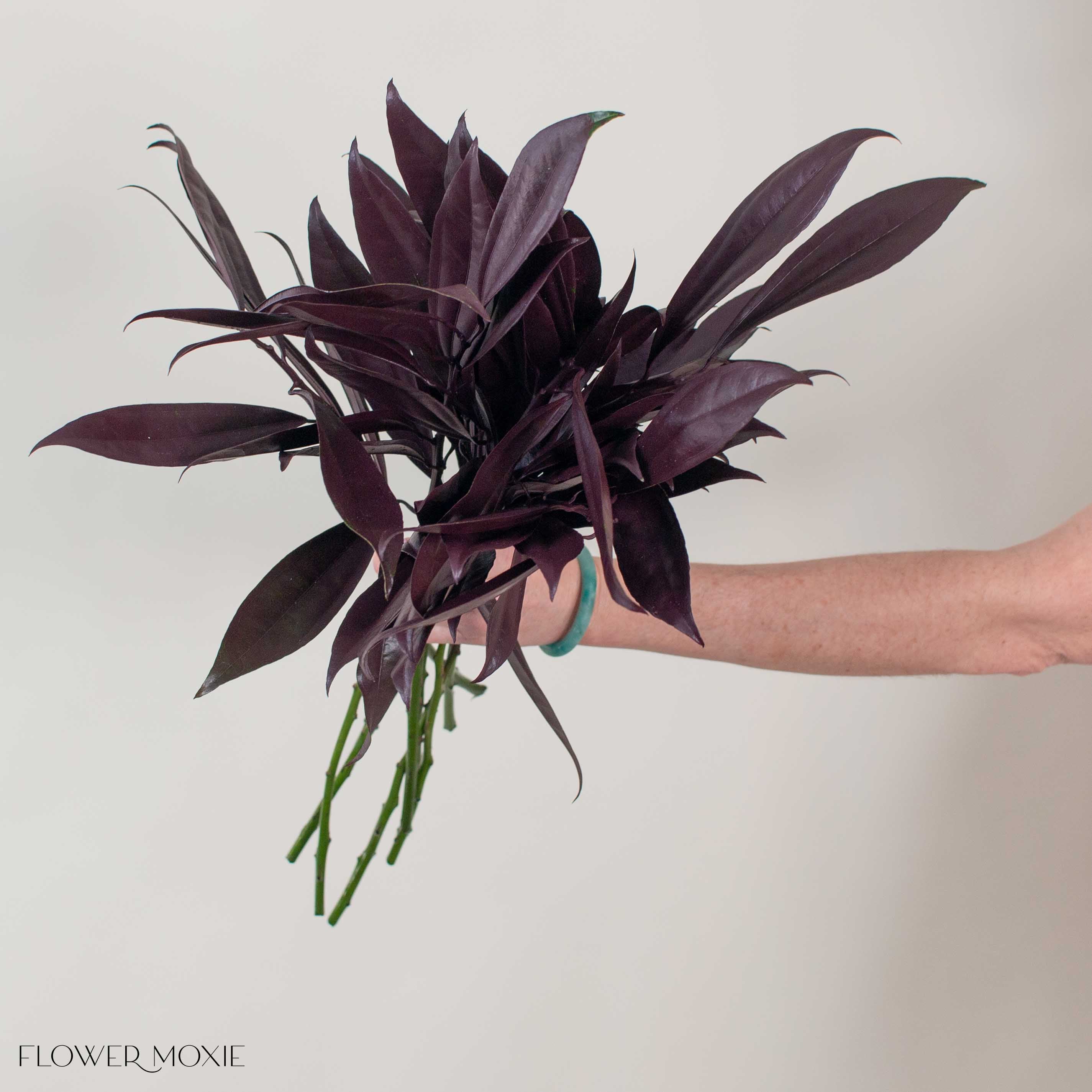 Tinted Burgundy Cocculus Greenery - Image 2