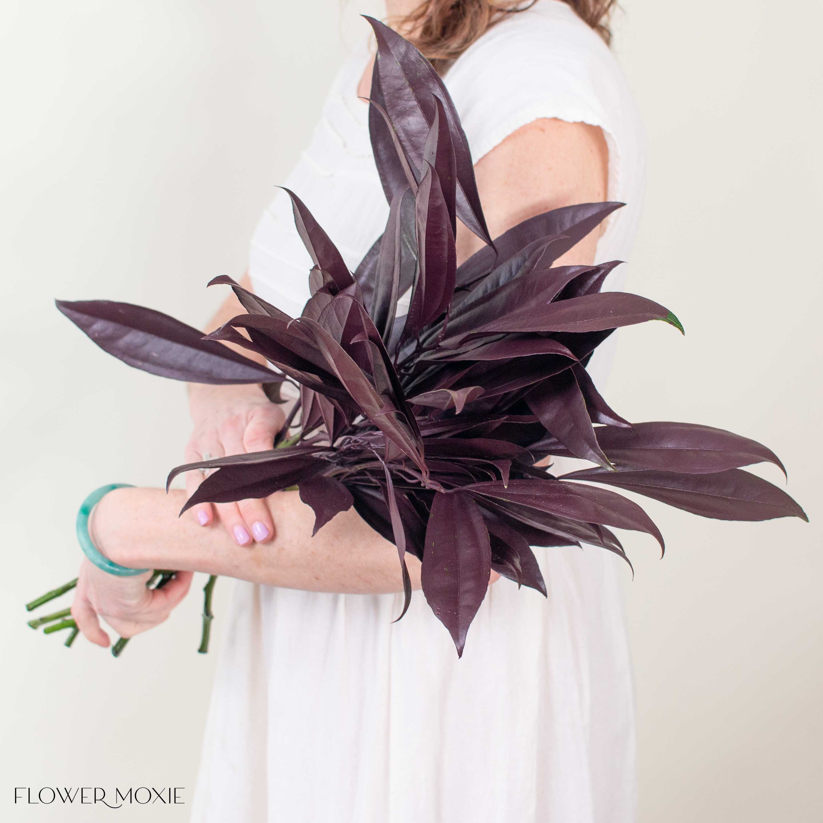 Tinted Burgundy Cocculus Greenery - Image 3