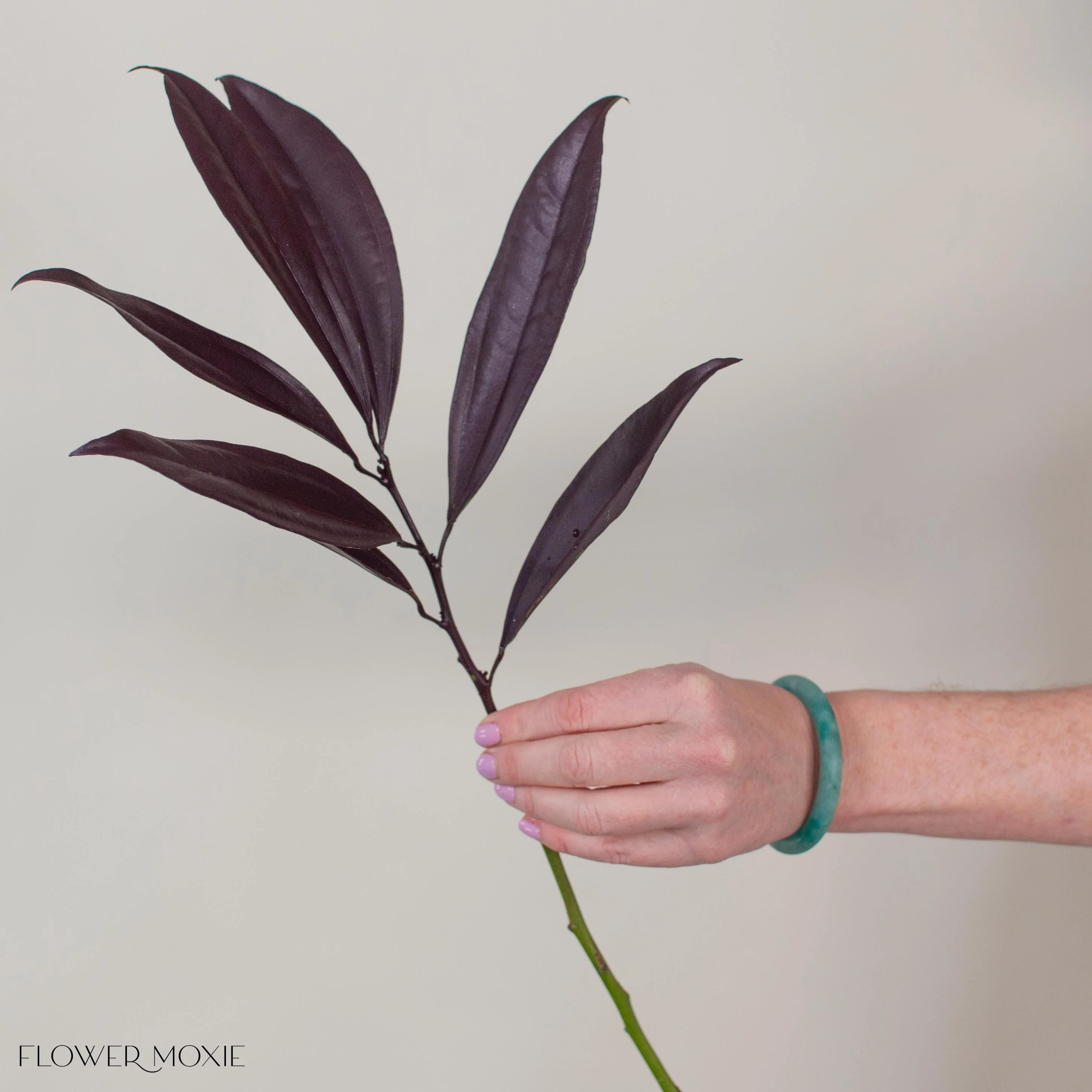 Tinted Burgundy Cocculus Greenery - Image 4