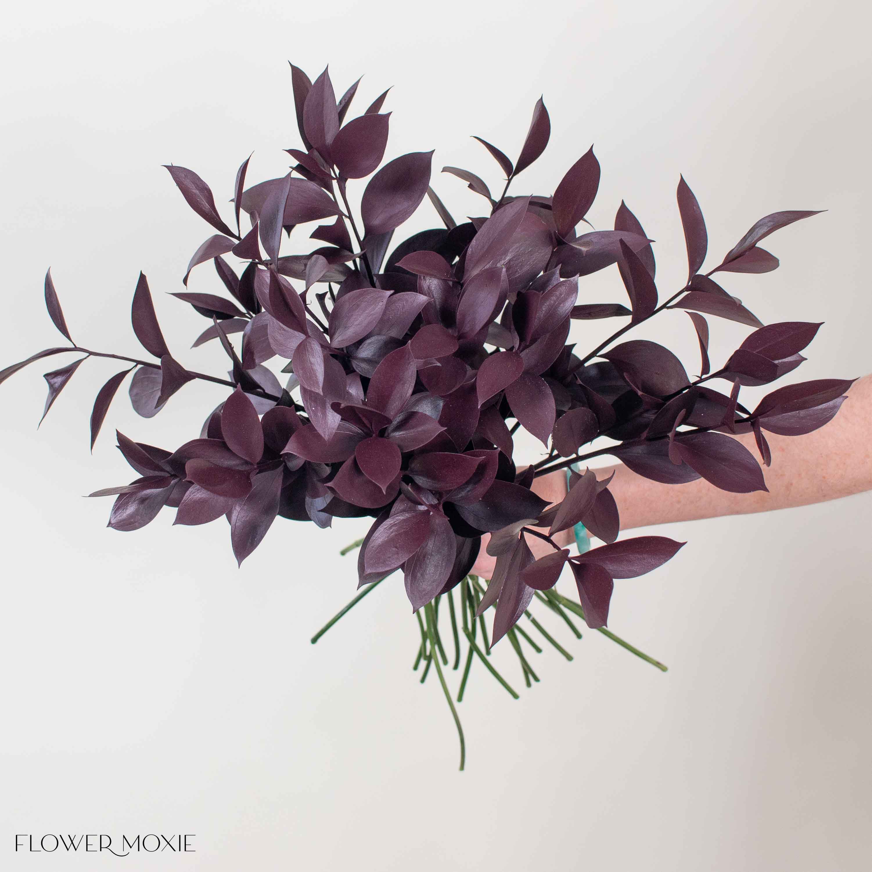 Tinted Burgundy Israeli Ruscus Greenery - Image 3