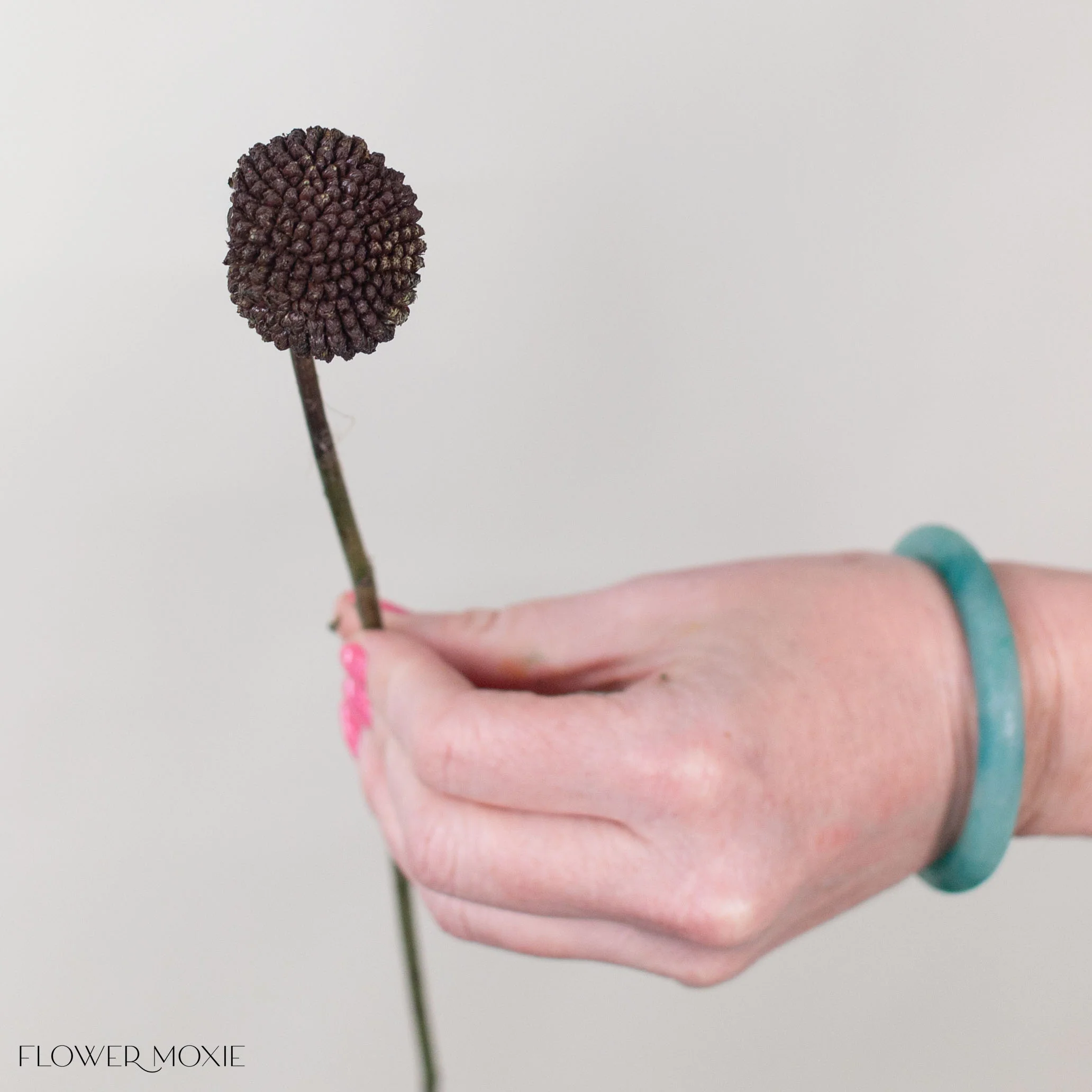 Tinted Chocolate Billy Ball Flower - Image 3