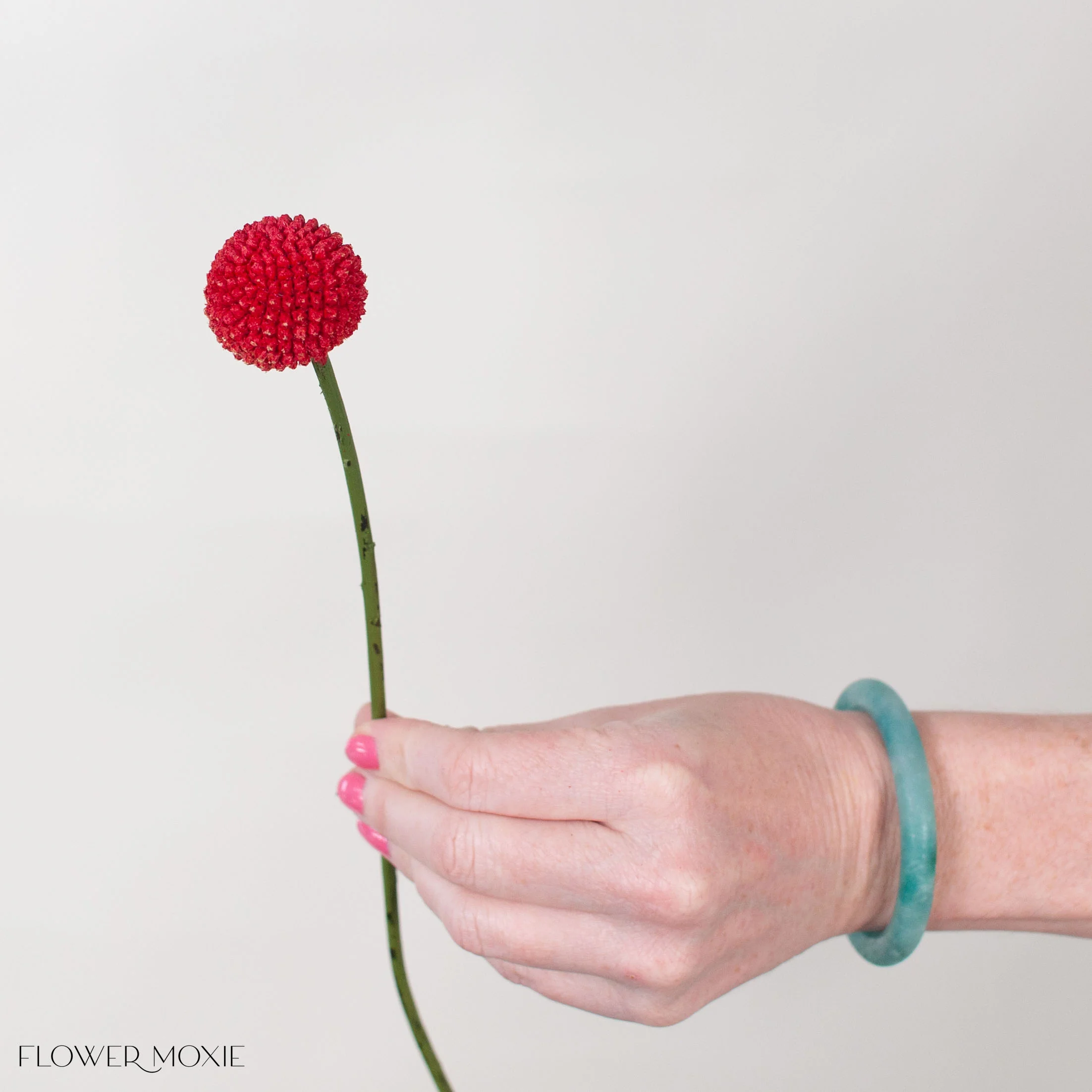 Tinted Grenadine Billy Ball Flower - Image 3