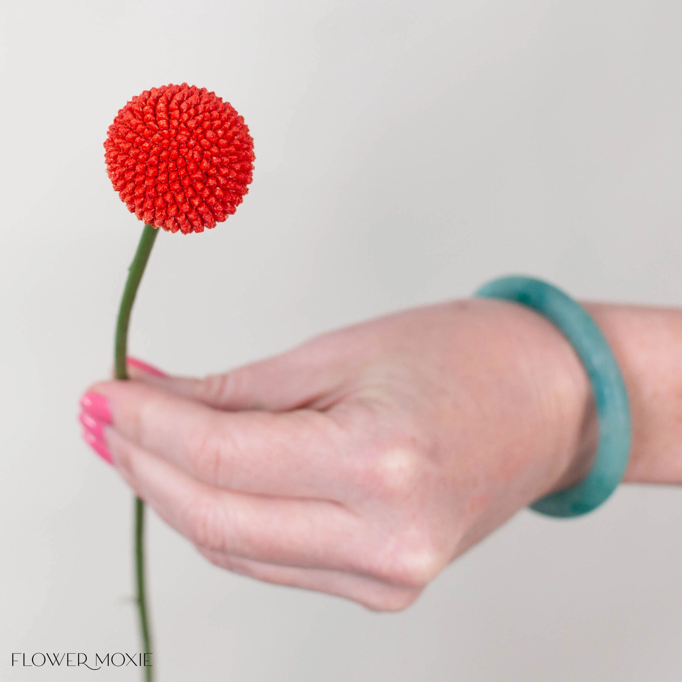 Tinted Poppy Billy Ball Flower - Image 3