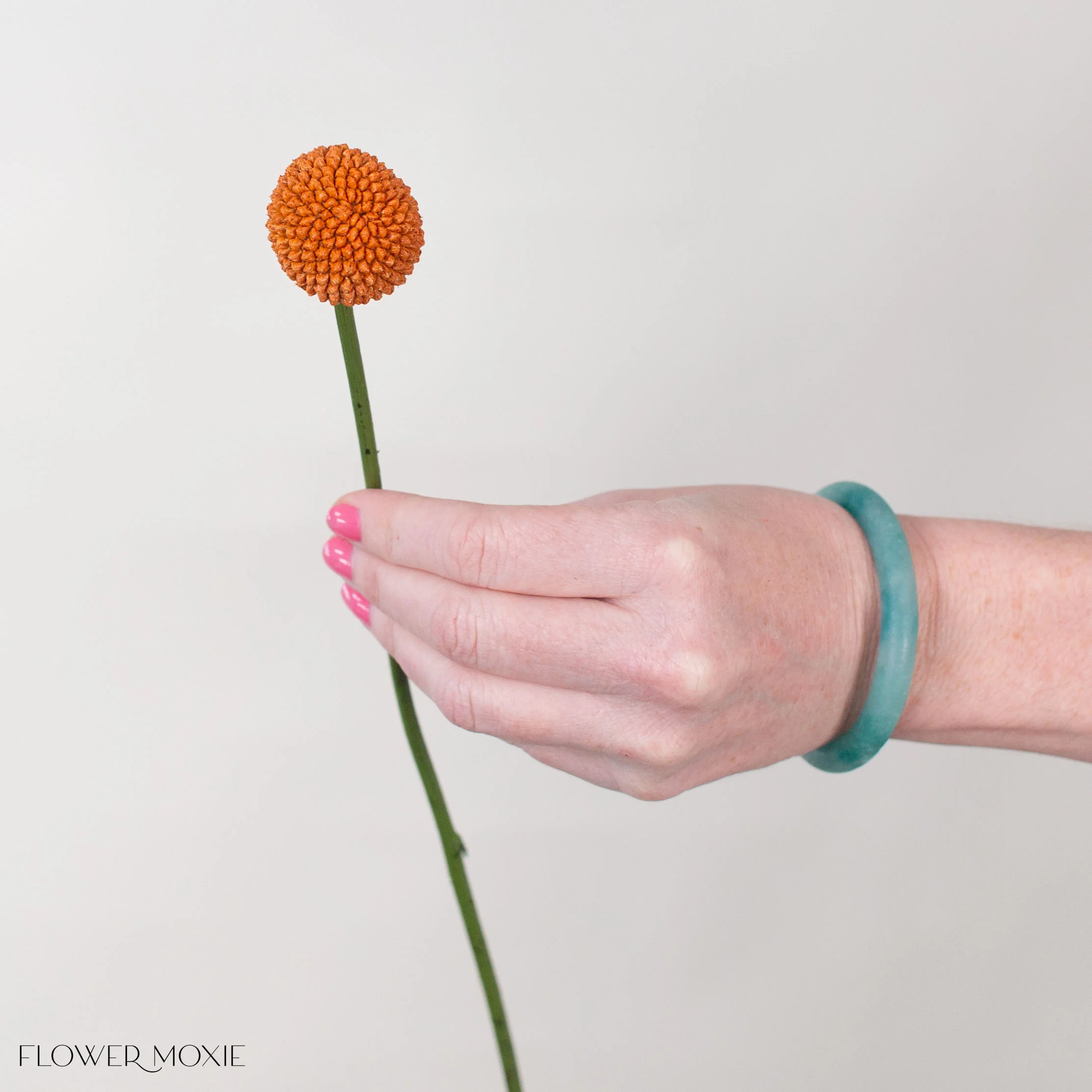 Tinted Pumpkin Billy Ball Flower - Image 3