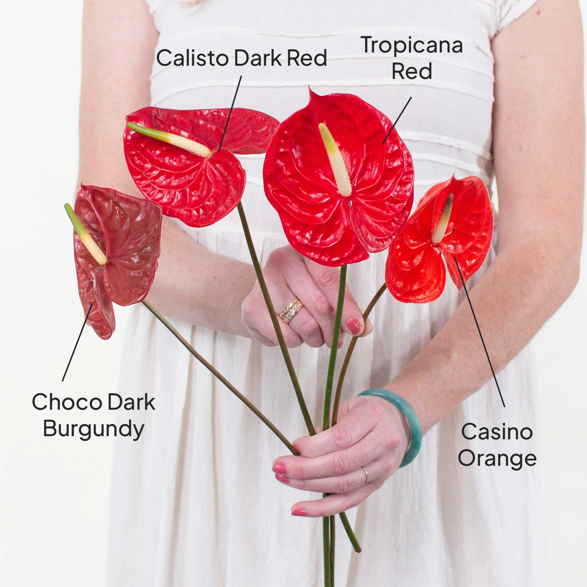 Calisto Dark Red Anthurium - Image 3