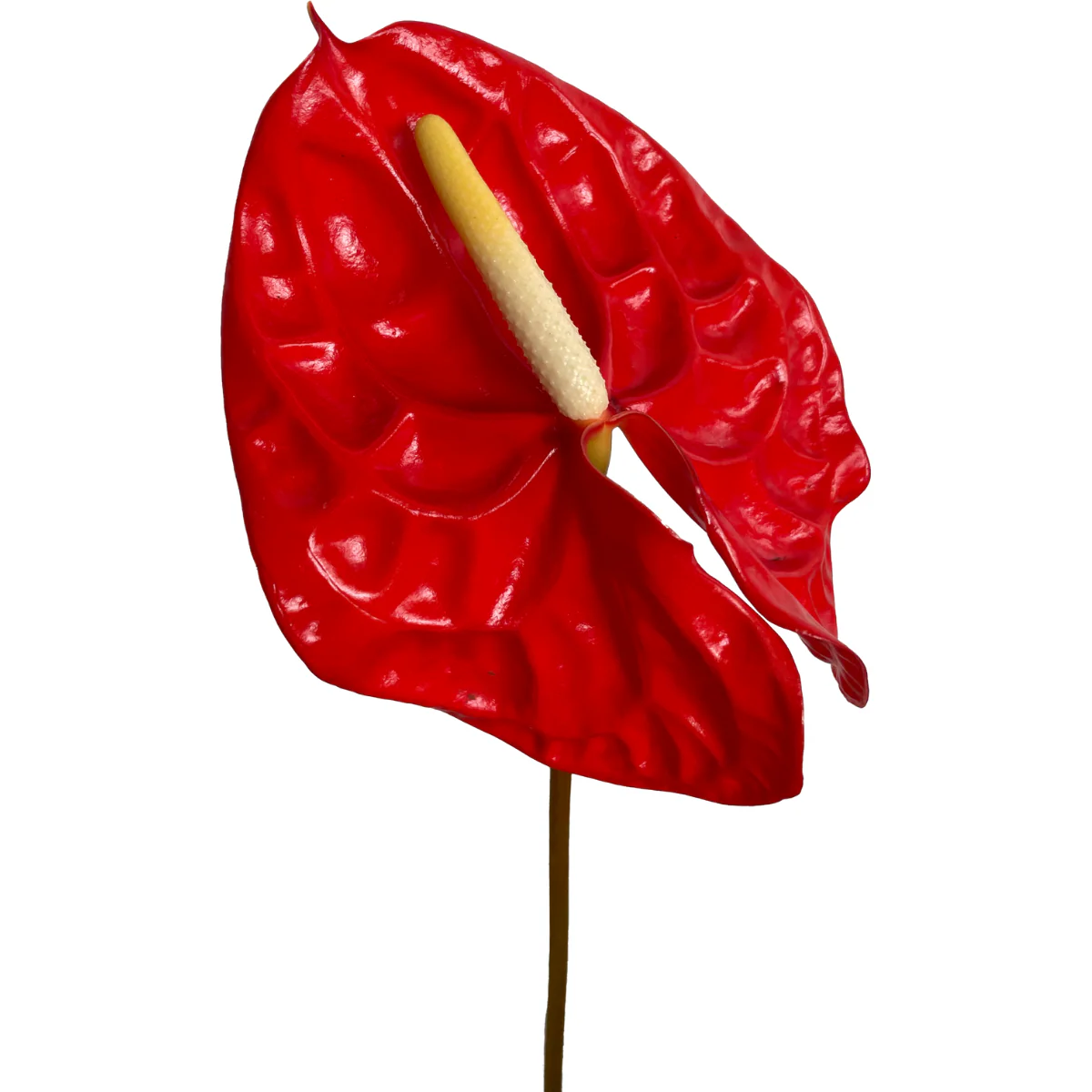 Tropical Red Anthurium - Image 4